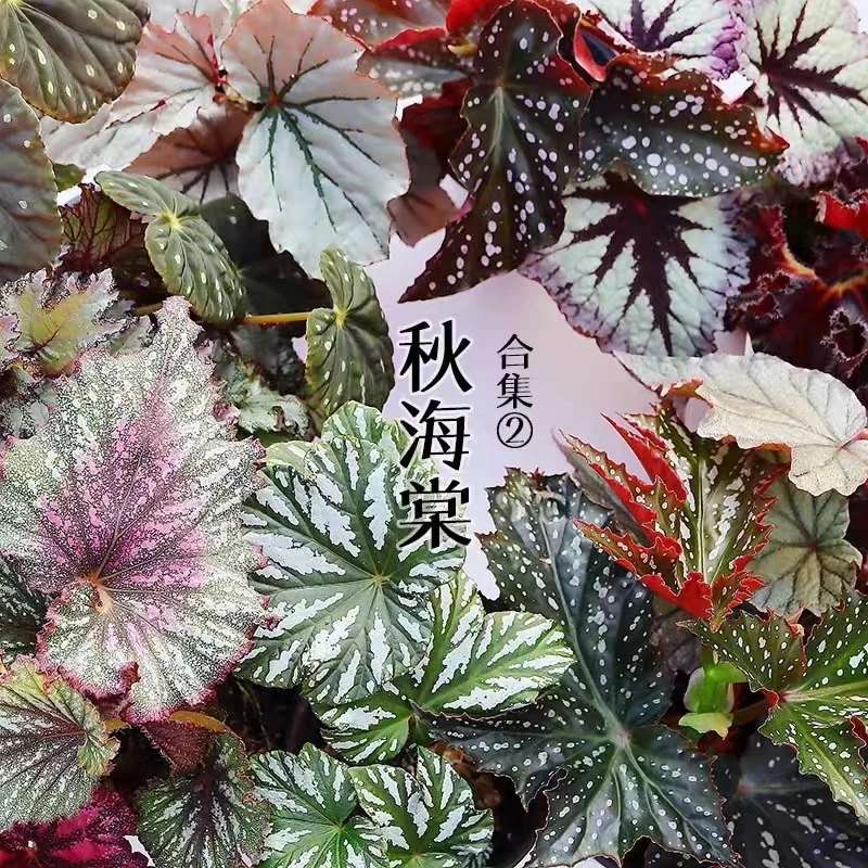 秋海棠  满29包邮   ins竹节蟆叶风盆栽室内阳欧式植物花卉好养