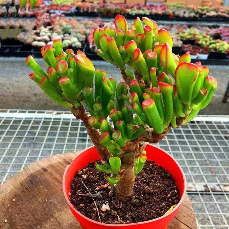 吸财树 群生多肉植物 好养 办公桌摆件 吸财聚福