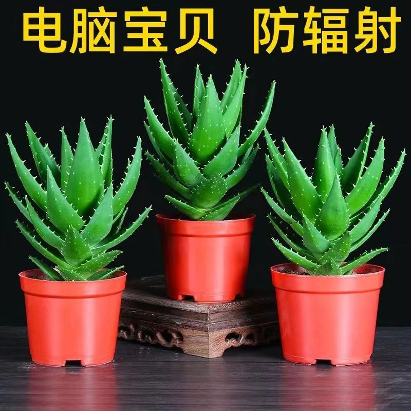 芦荟小盆栽  室内办公室客厅 防辐射净化空气