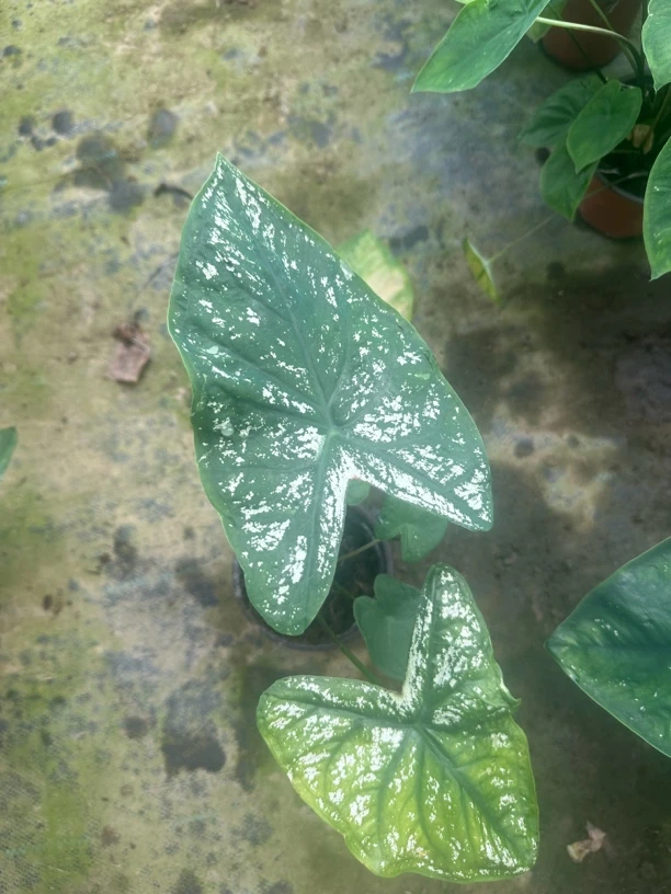 【白色恋人 状态好保两个叶片】彩叶芋  观叶热植  耐热多年生