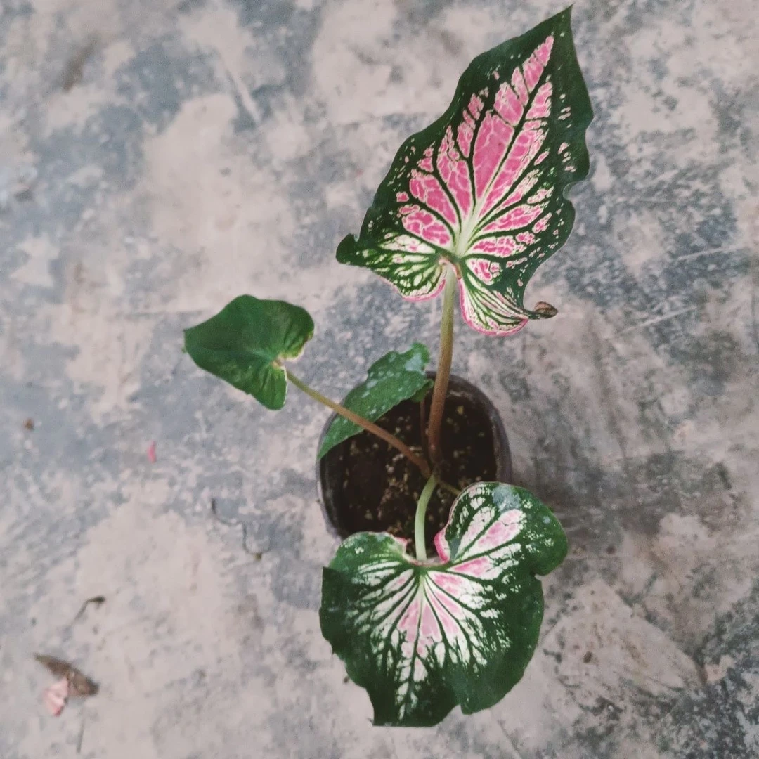 【粉色和声 保两个叶片】彩叶芋 网红绿植（拆箱需小心，脆）好养好看