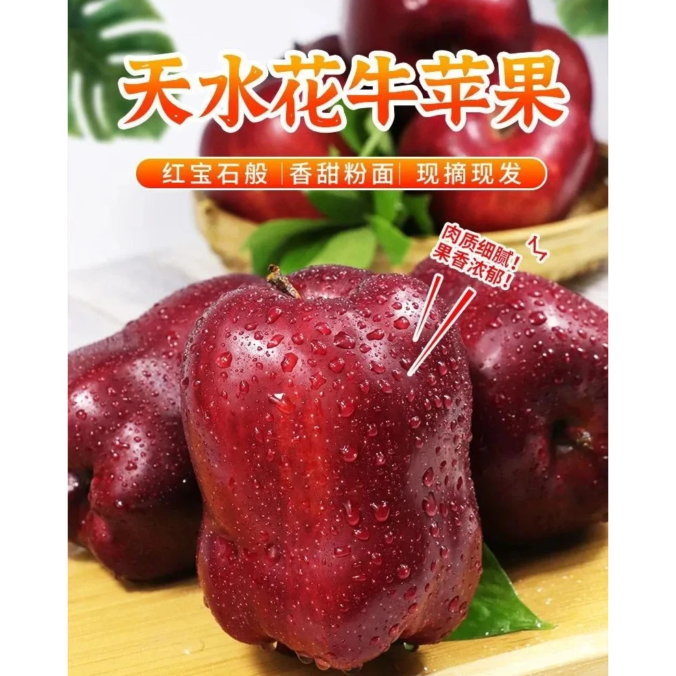 【一果两吃】正宗甘肃天水花牛苹果脆沙粉面甜的花牛苹果