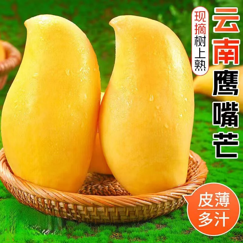 8云南保山潞江坝鹰嘴芒现摘现发新鲜采摘食用皮薄树上多汁快递收