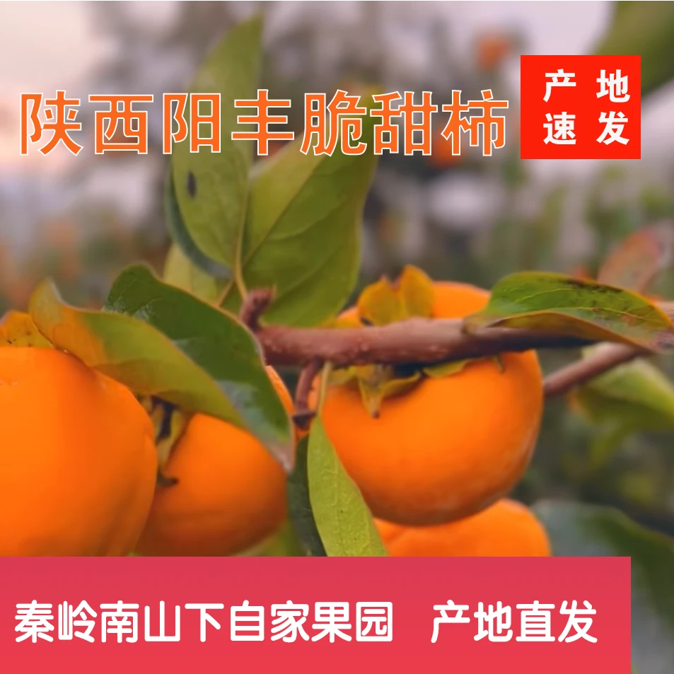 陕西秦岭山下阳丰巧了克力脆柿 ，自家果园，甜脆多汁 皮薄肉厚
