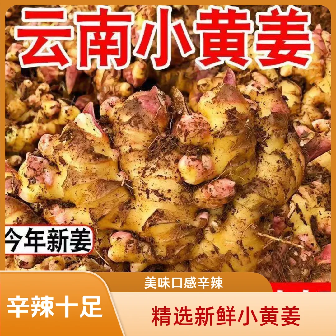 【李鲜生】24年新鲜正宗云南小黄姜生姜辛辣老姜月子姜嫩姜现货包邮