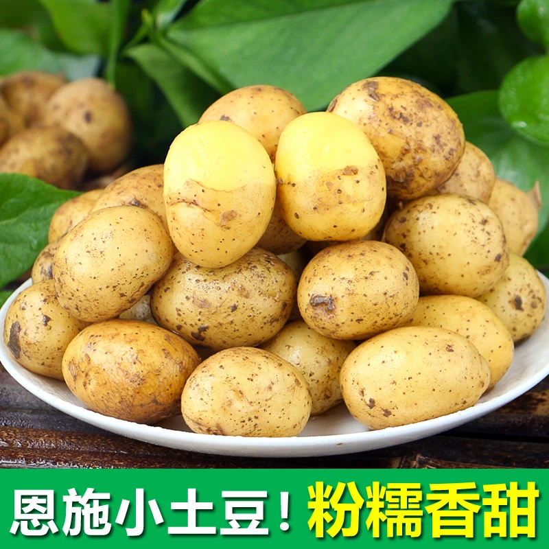 【恩施小土豆】新鲜现挖马铃薯黄心洋芋当季蔬菜迷你土豆1/3/5/9斤