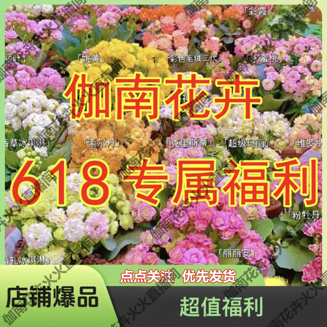 火火家【长寿五盆组】618专属 超值福利 （不包叶损）超好看大花