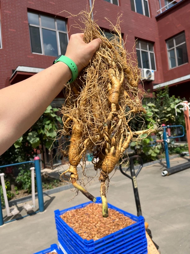 人参 鲜参 新鲜人参 高年份 大马芽品种鲜参 下山货