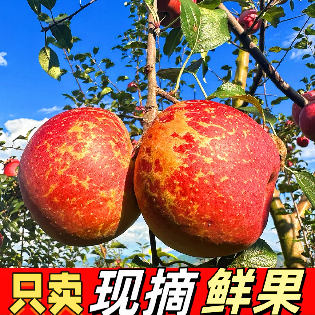 正宗云南昭通冰糖心丑苹果新鲜现摘脆甜多汁产地直发