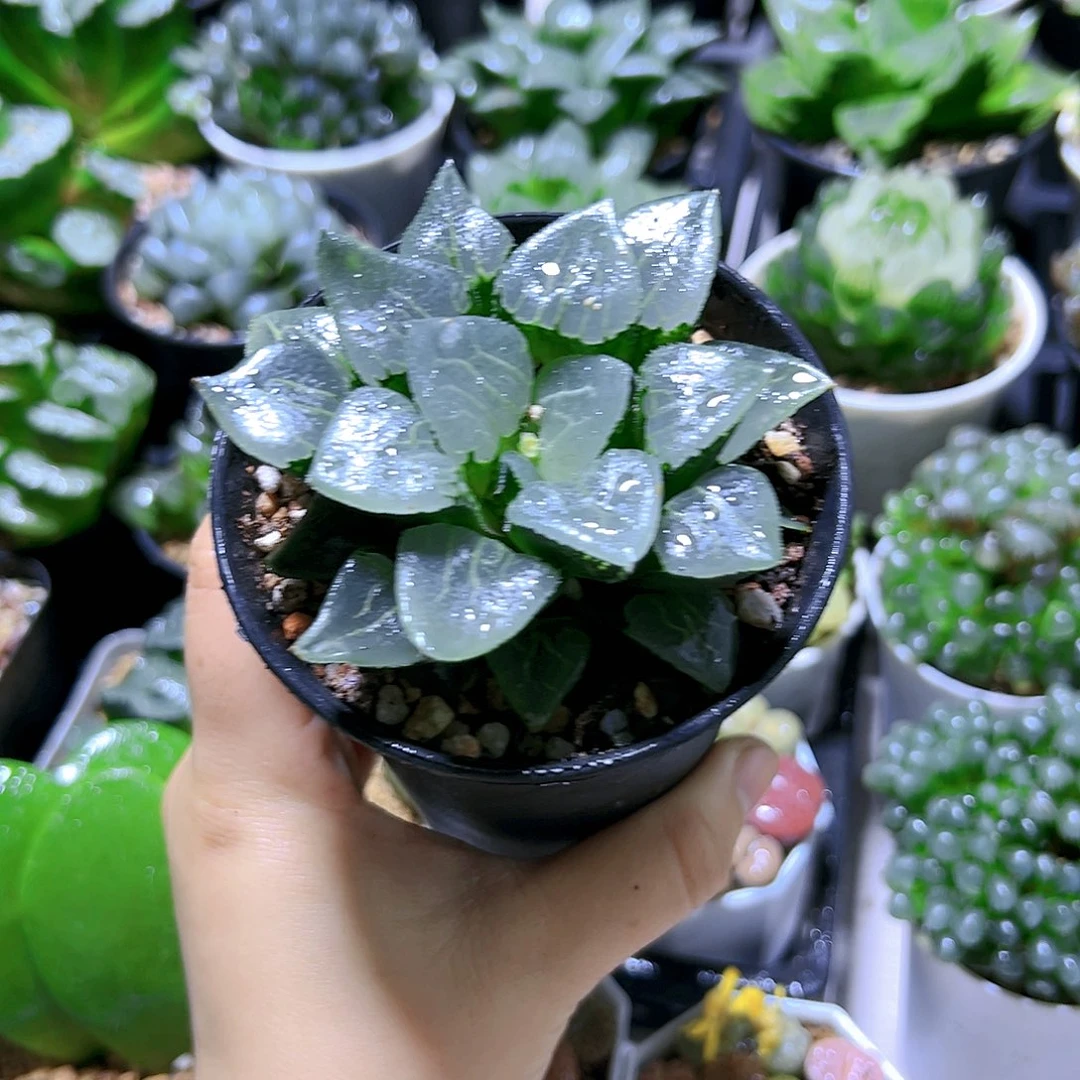 玻璃池田克多肉植物