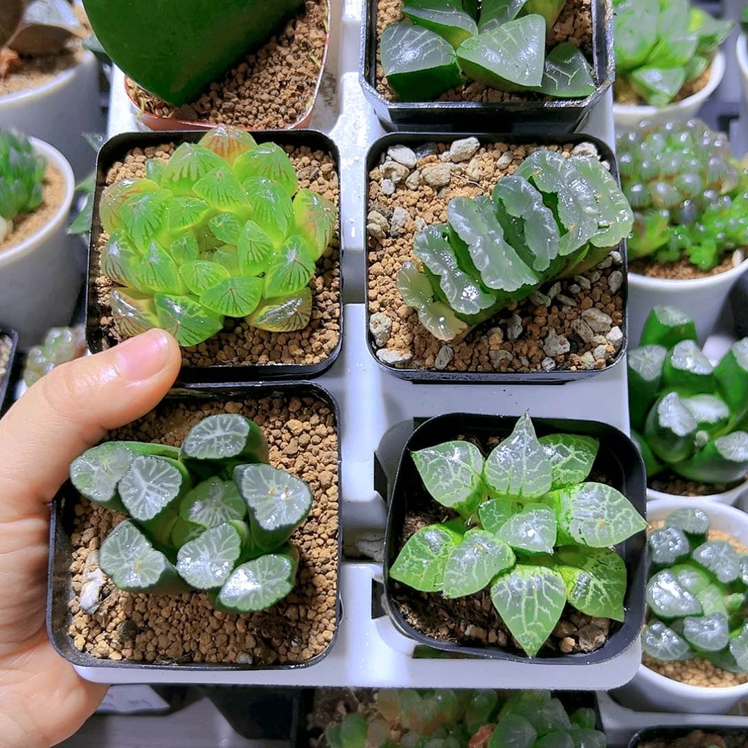 新手六颗福利玉露多肉