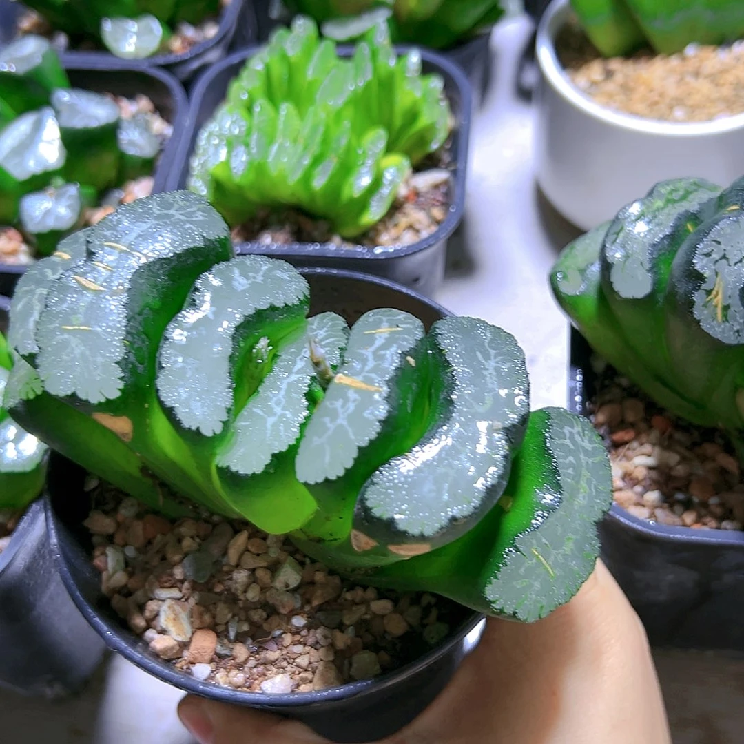 超大12厘米广重母本玉扇多肉