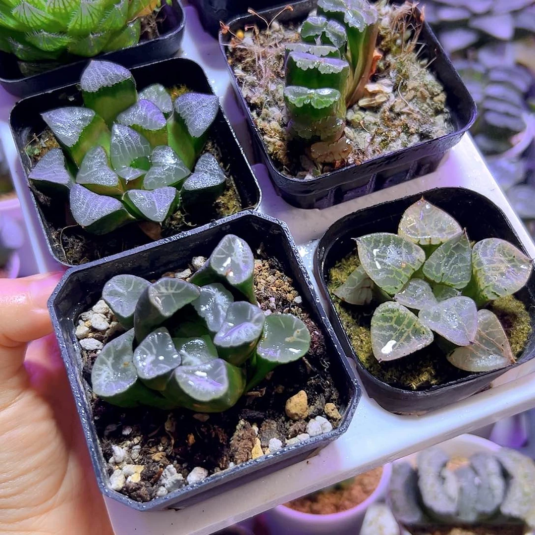 新手6颗玉露套餐组合