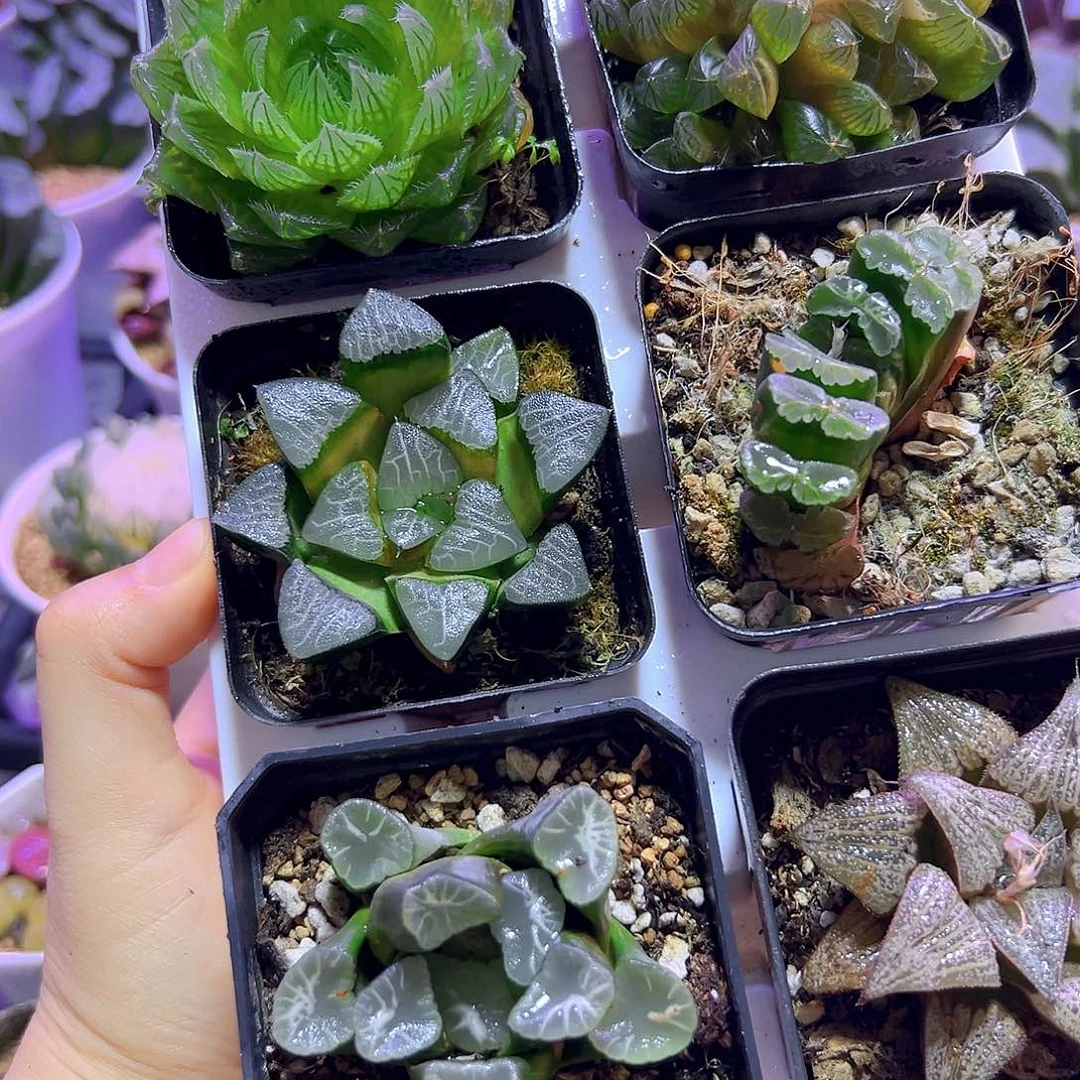 新手六颗玉露套餐组合