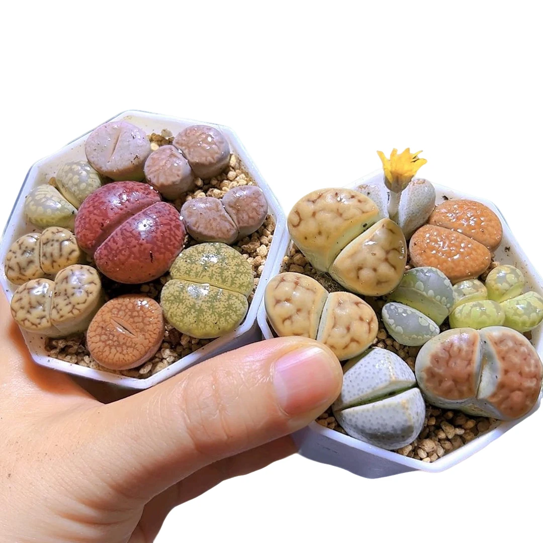 八角盆生石花【全场凑满18元发2盆】