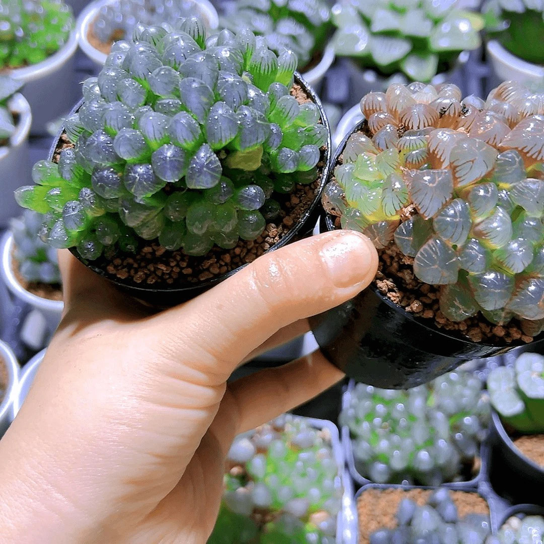 大群生粉姬玉露【满18包邮或全场2单包邮】