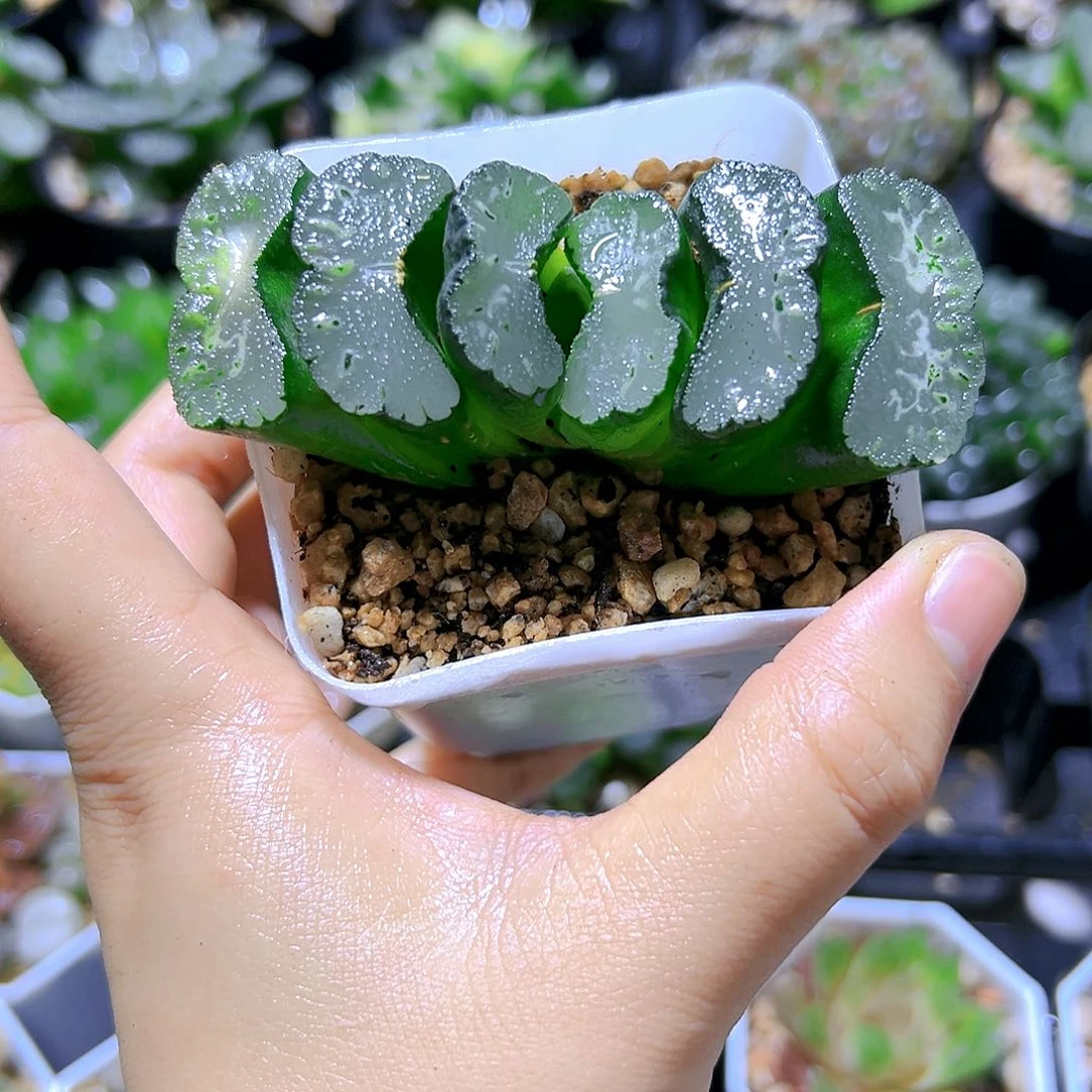 写乐玉扇多肉植物