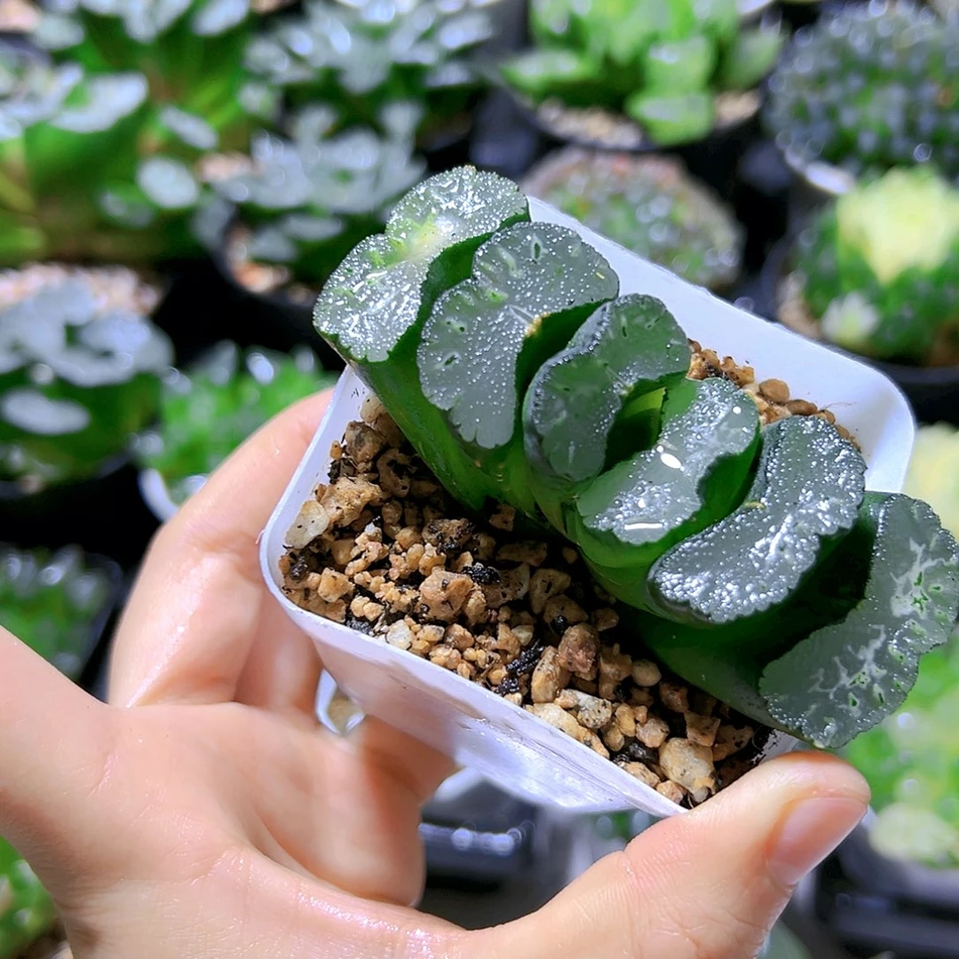 写乐玉扇多肉植物
