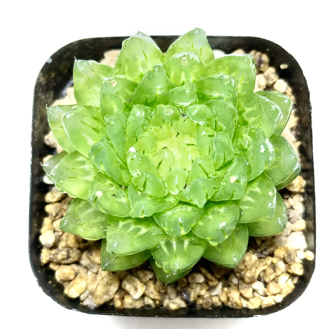 樱变女神（蝉翼）玉露多肉植物批发基地精品多肉直播花卉绿植盆栽