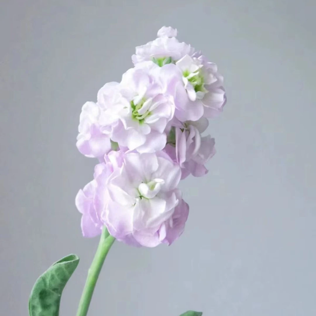 胖胖专属链接 重瓣紫罗兰 鲜切花