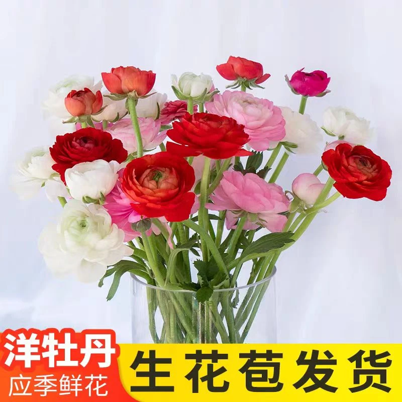 胖胖专属链接洋牡丹鲜切花洋牡丹鲜花