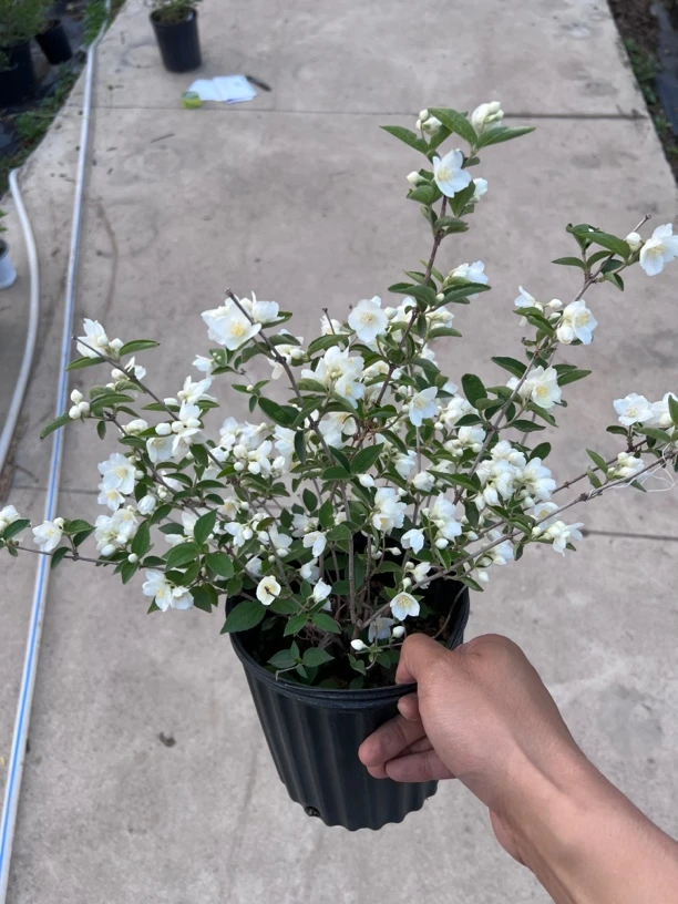 山梅花 太平花 山梅花盆栽 带香味 南北方可种植 当年开花