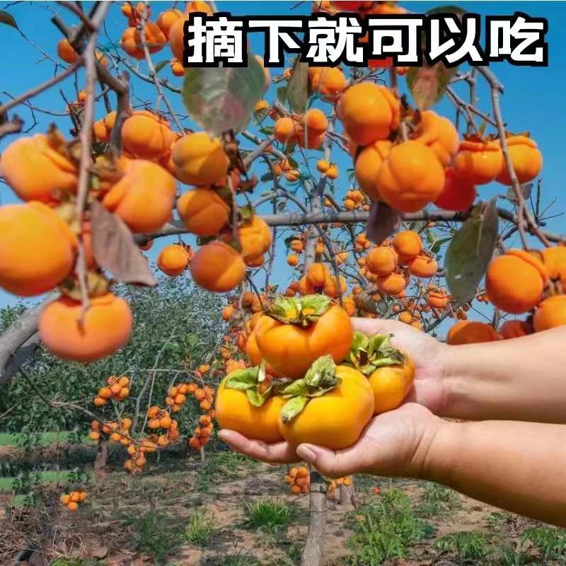 脆甜柿子树苗盆栽地栽当年结果阳丰火晶柿子果树苗南方北方庭院