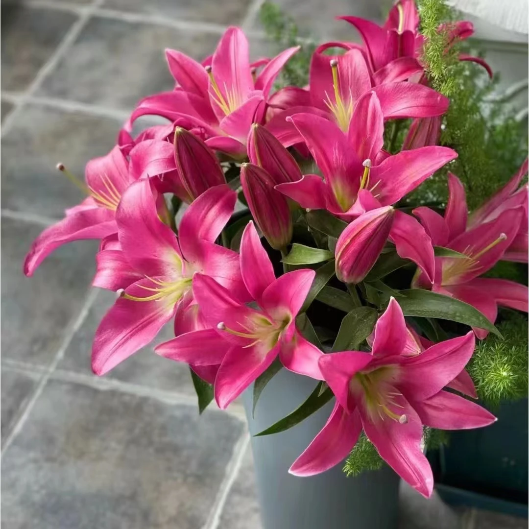 《木兮花卉》竞争百合鲜切花