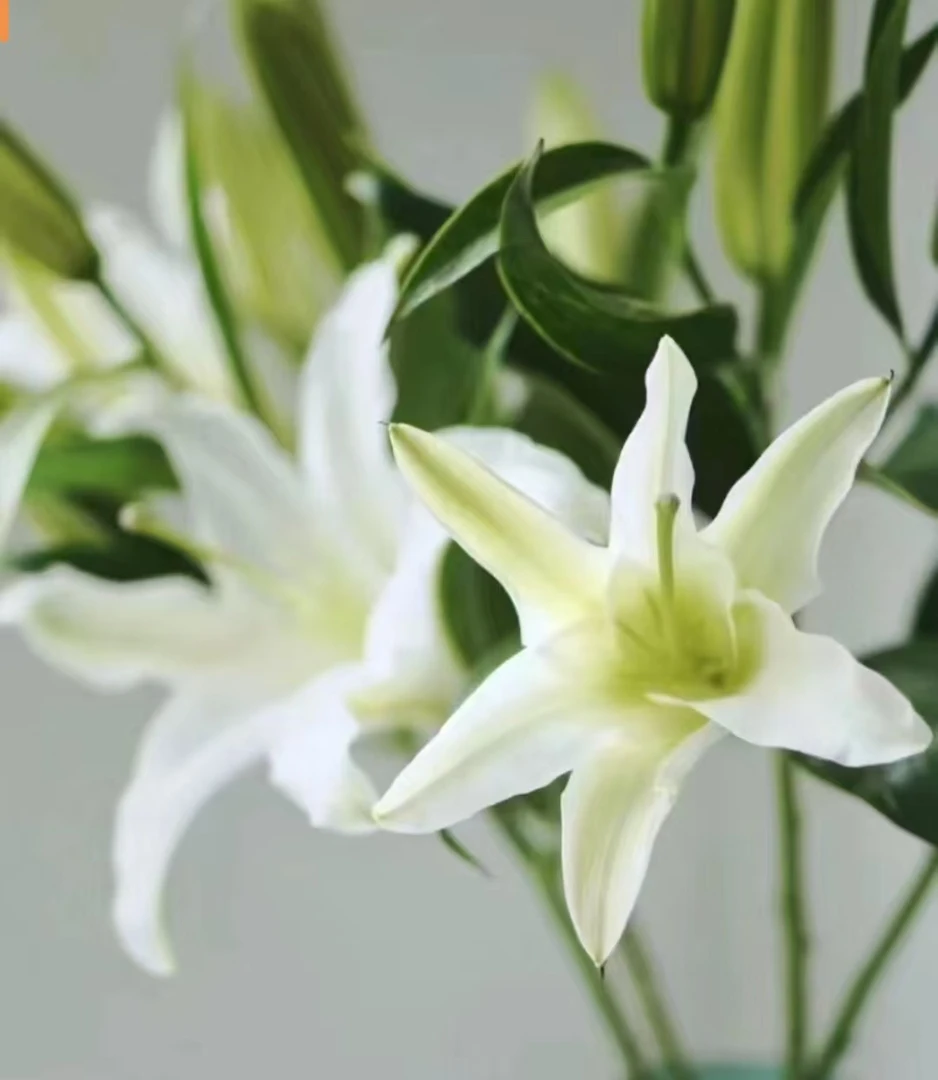 《木兮花卉》西伯利亚白色百合鲜切花