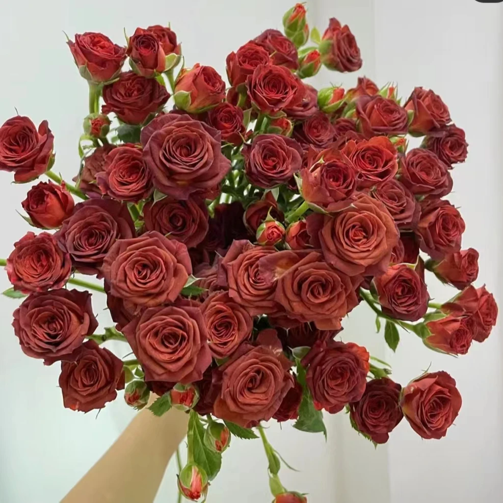 《木兮花卉》多头玫瑰巧克力