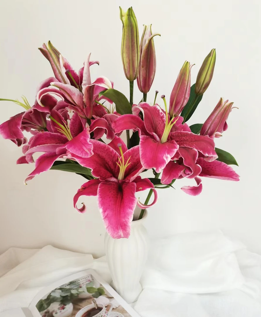 《木兮花卉》黑美人百合