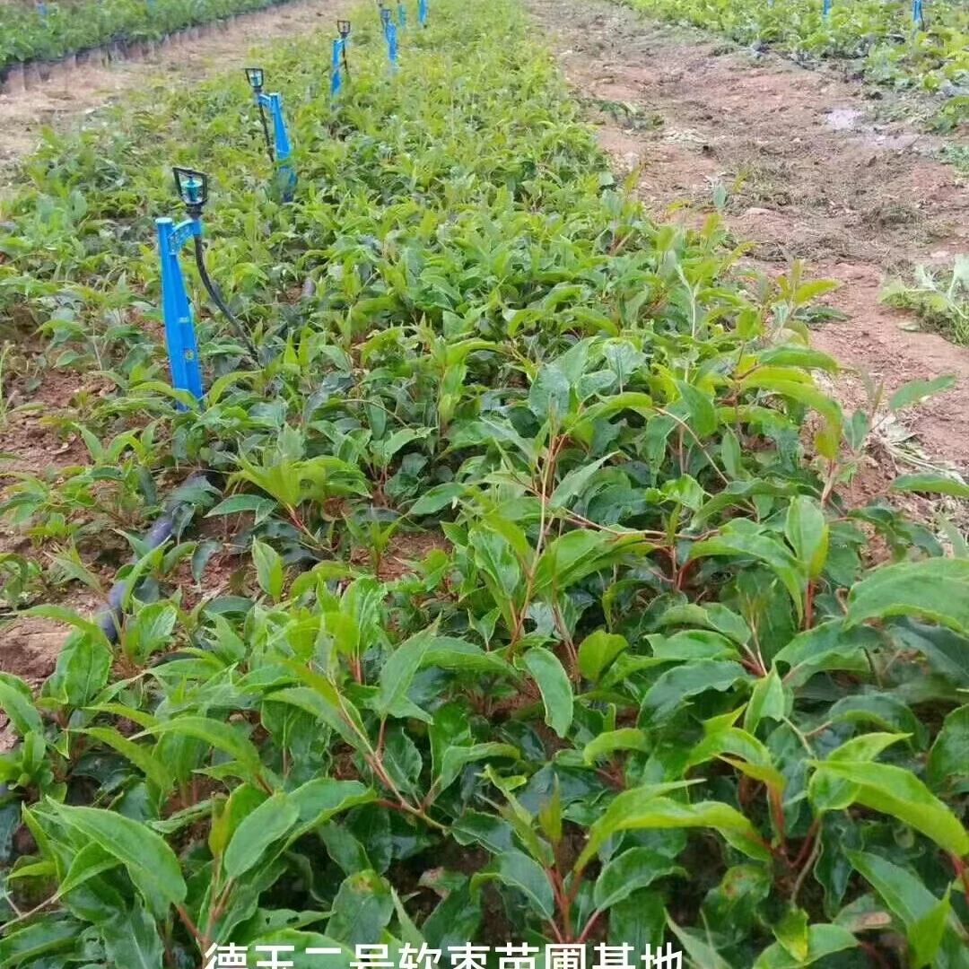 德玉二号一等苗(根部0.6以上)南方北方花园花卉