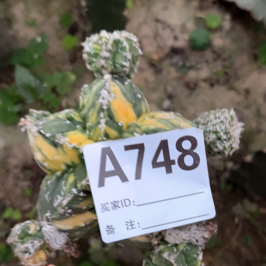 茶*鸾凤玉核桃锦三角嫁接748