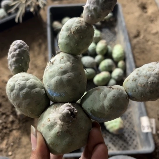 八头蓝皮习志野落到