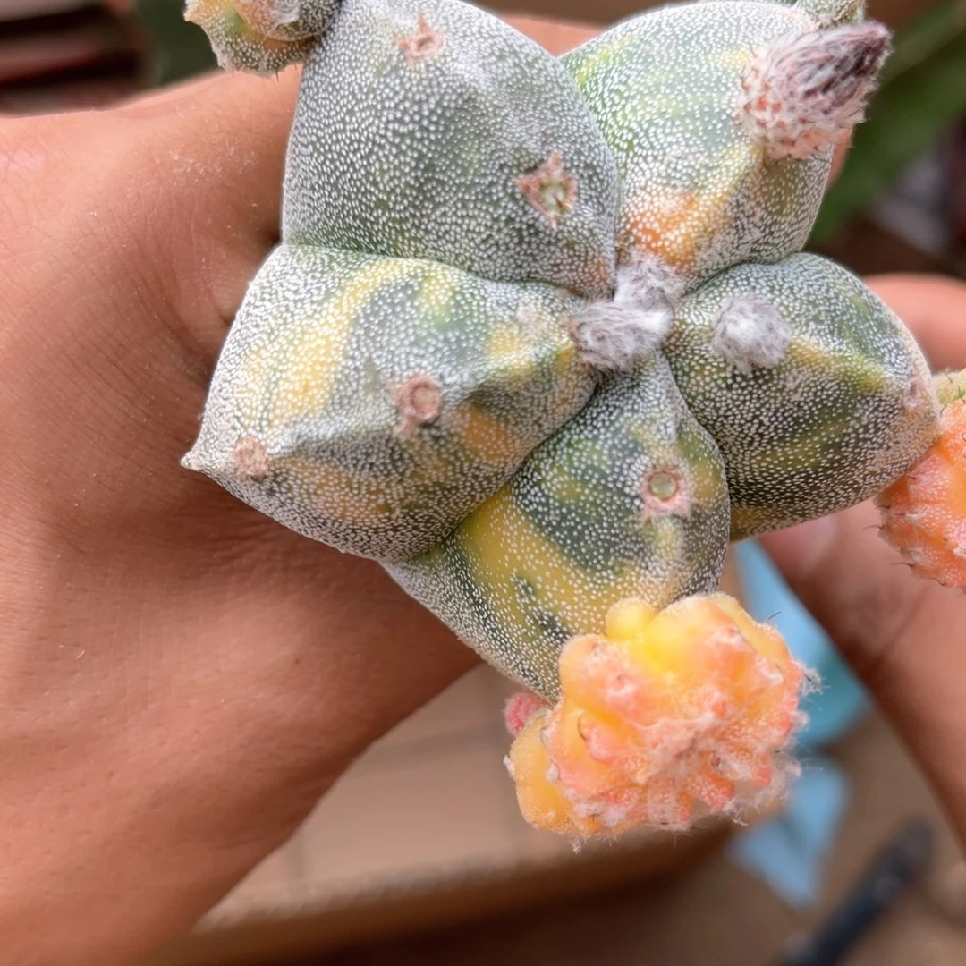 鸾凤玉锦三角苗接保留15公分砧木616