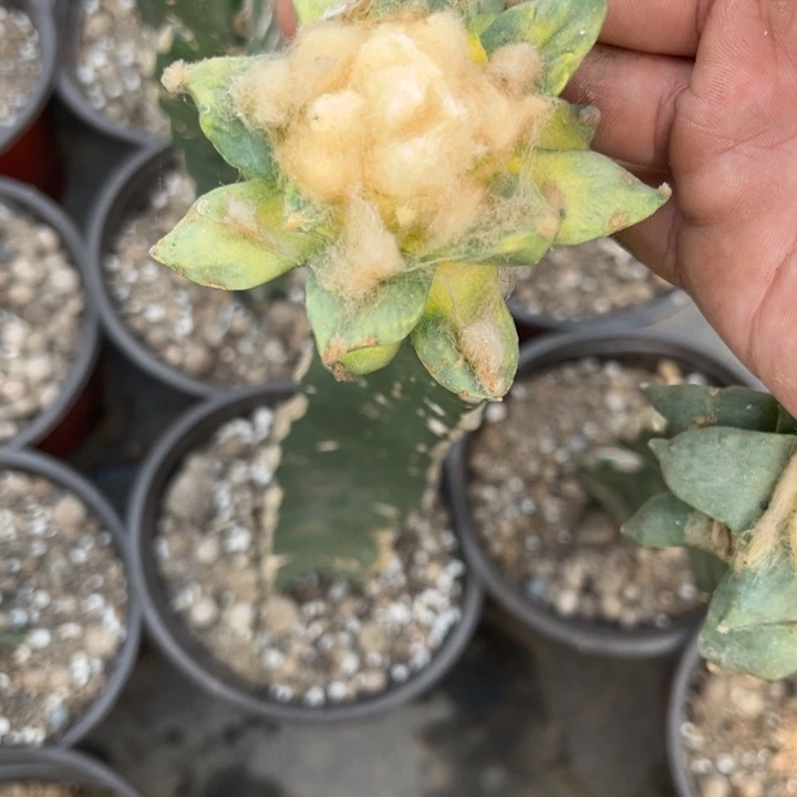 岩牡丹花锦三角嫁接
