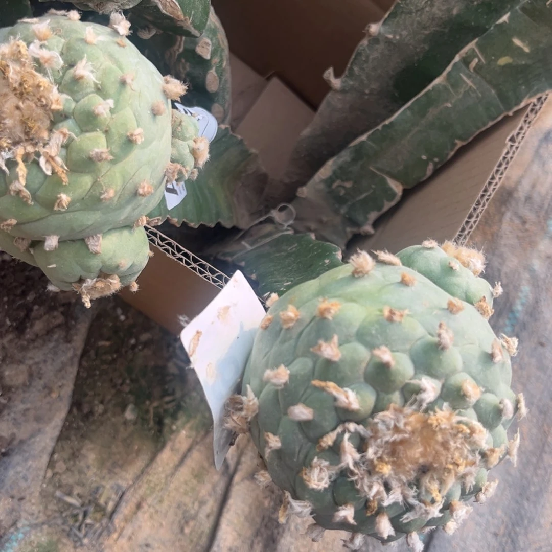 草球三角嫁接仙人球福利下播
