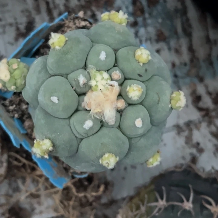 大叶草球翠草球苗接