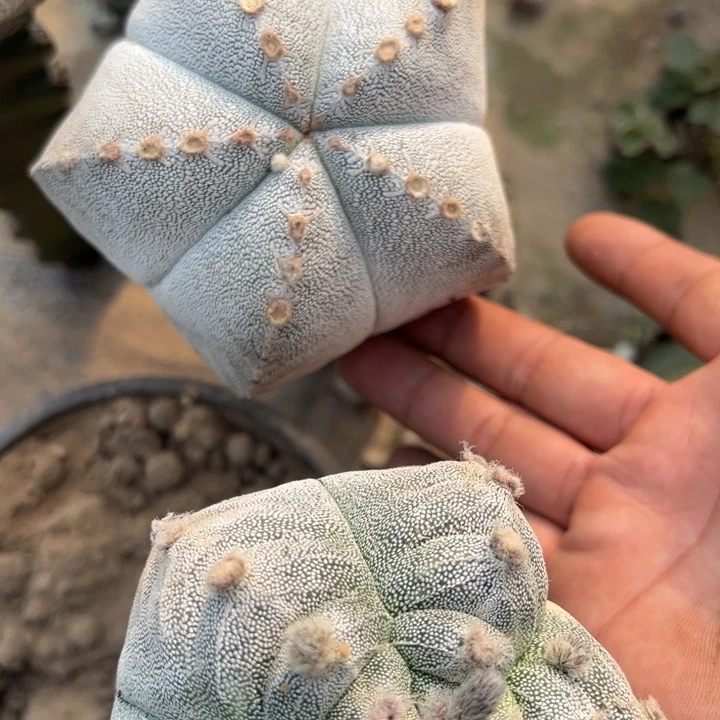 蒽冢九公分三角嫁接一代侧芽