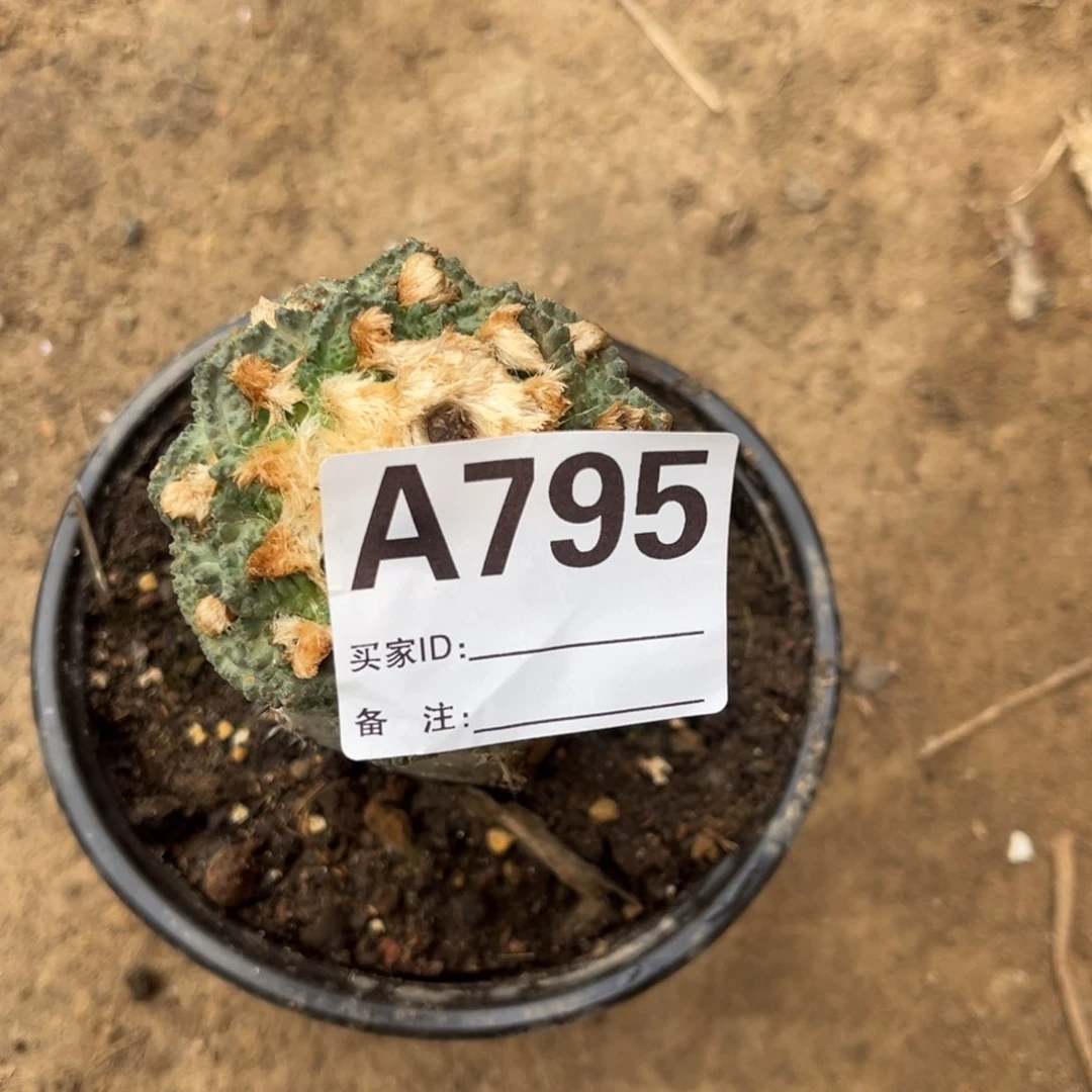 阿*黑刺苗接苗龟甲牡丹795仙人球