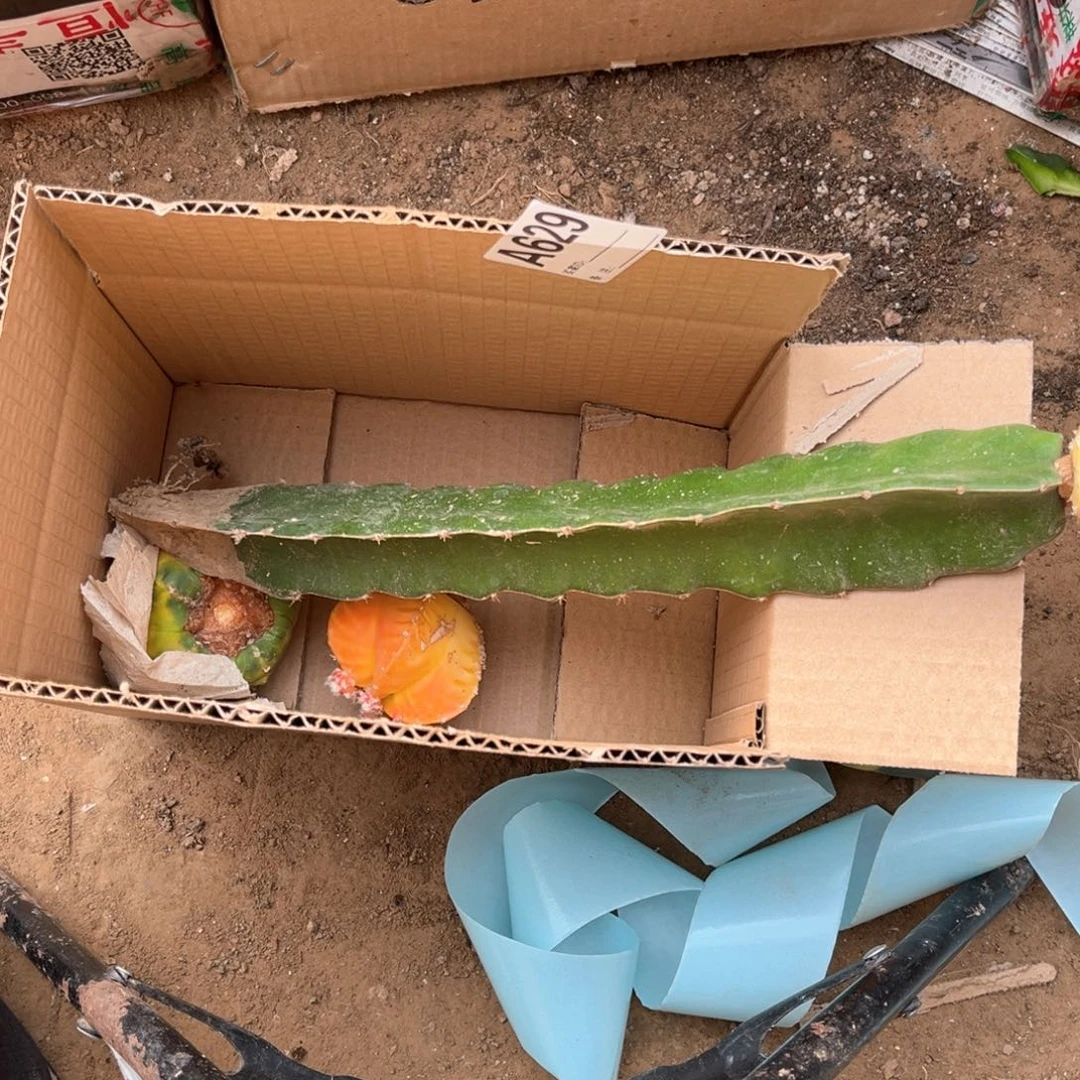 麦***。鸾凤玉锦三角苗接保留15公分砧木629