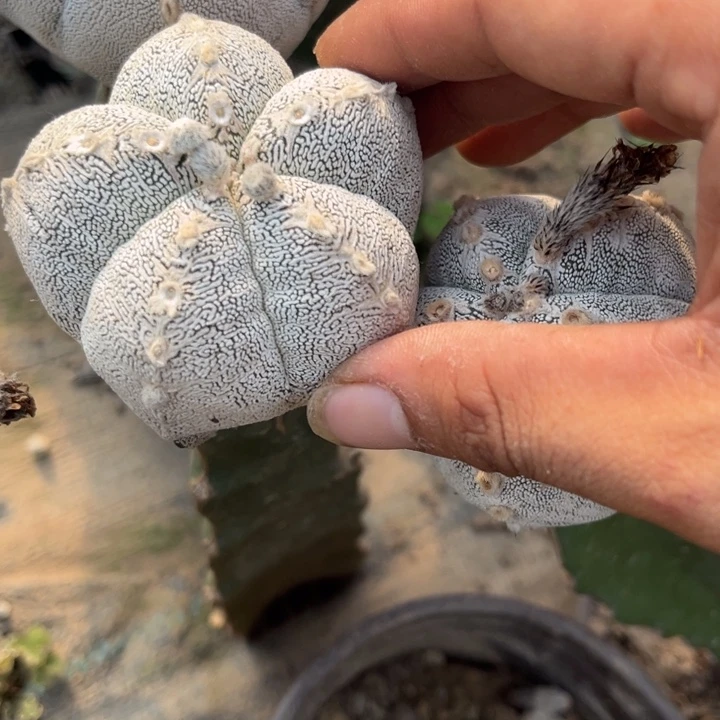 一代侧芽蒽冢带v