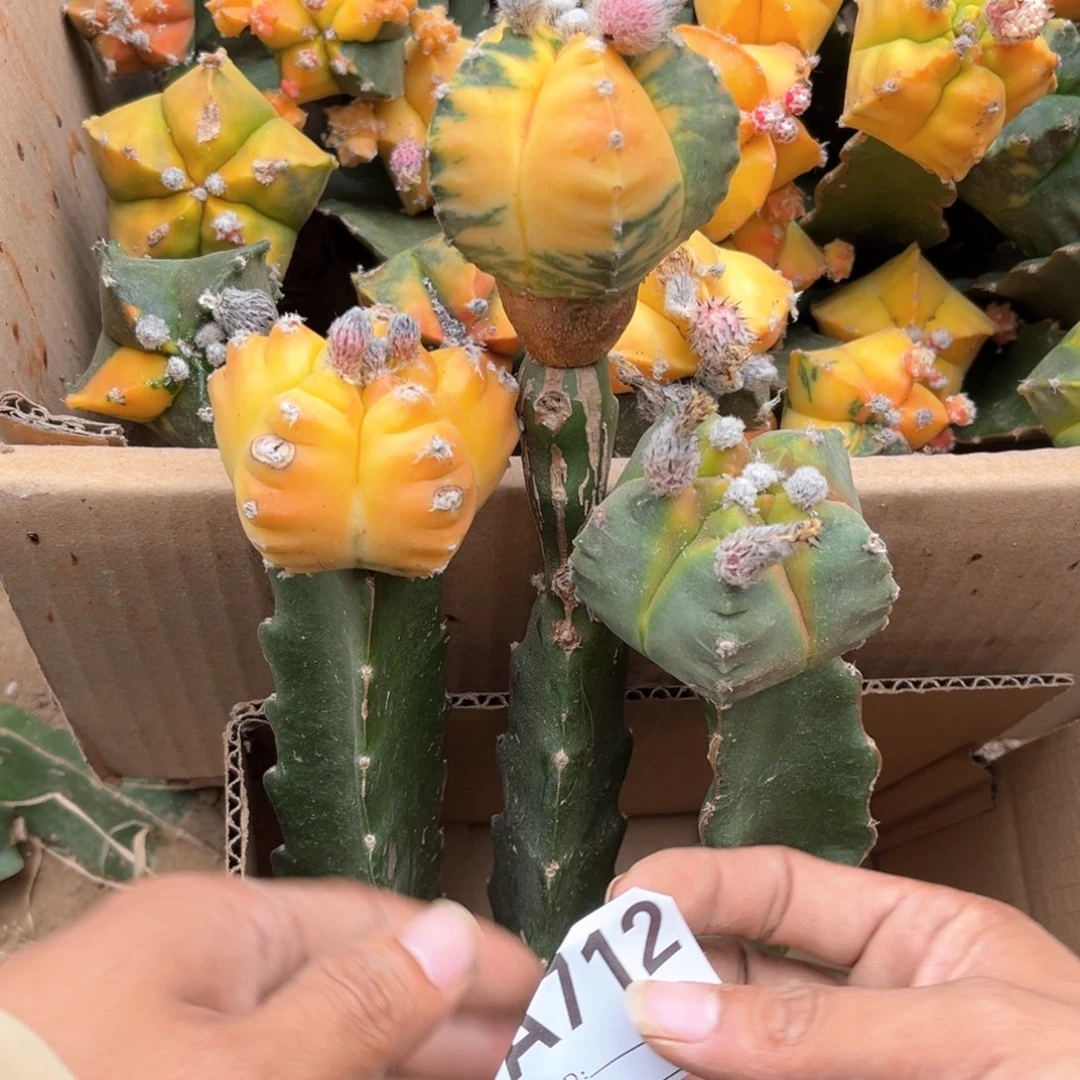 鸾凤玉三角嫁接保留15公分发货712