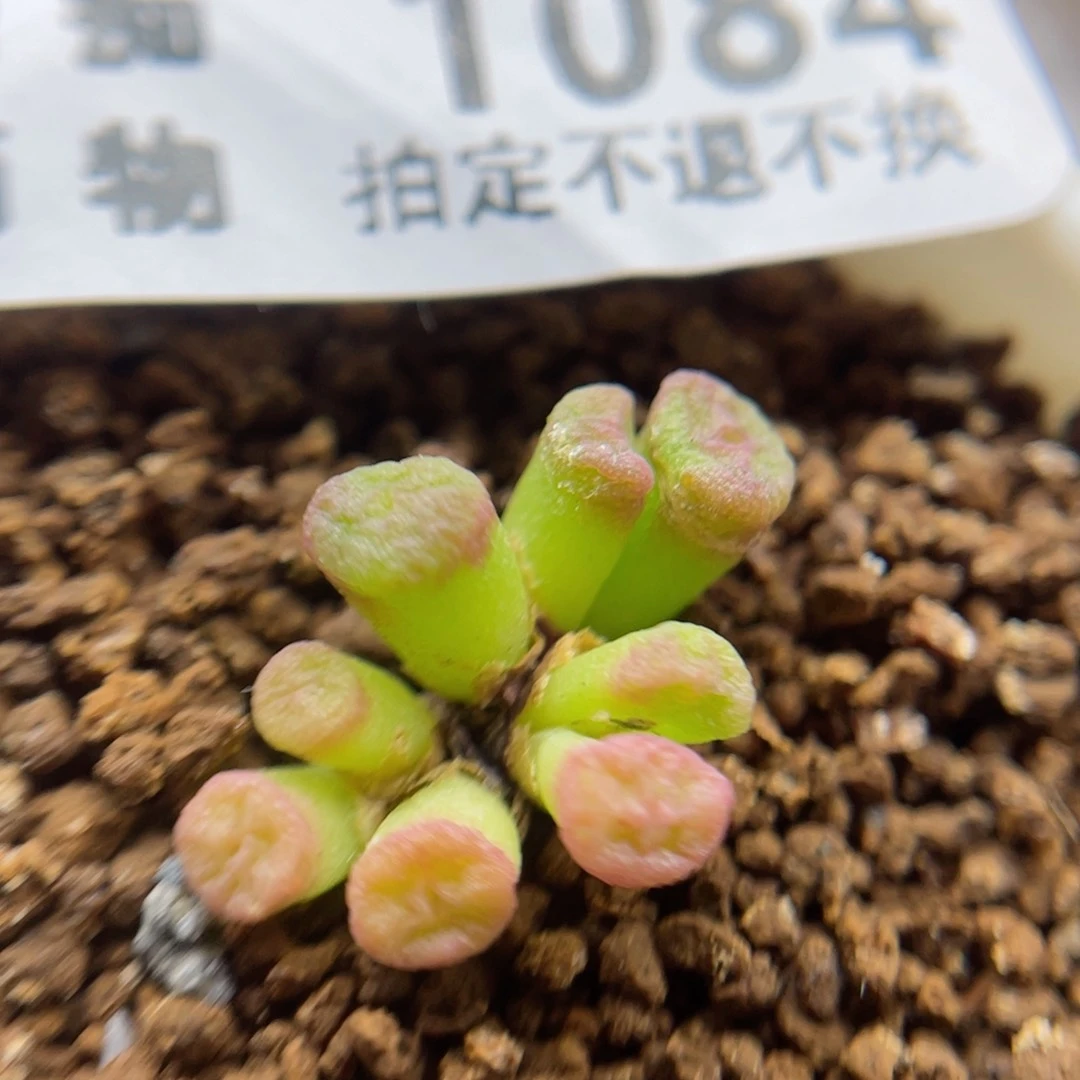 小型OB纽口,1084号……