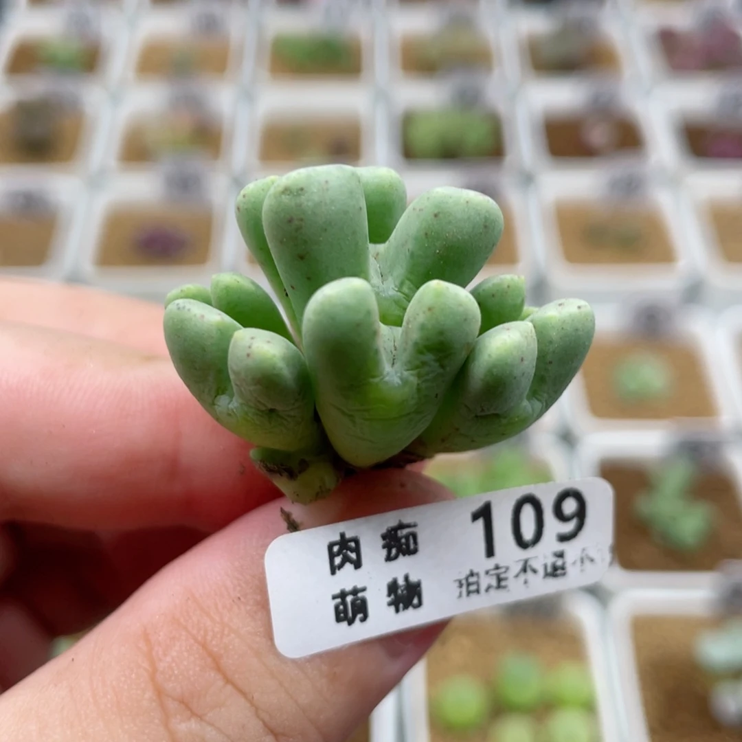 麋鹿角7头，109号……