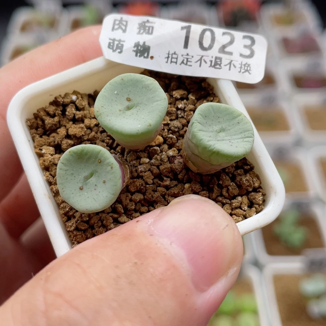久北3头,1023号……