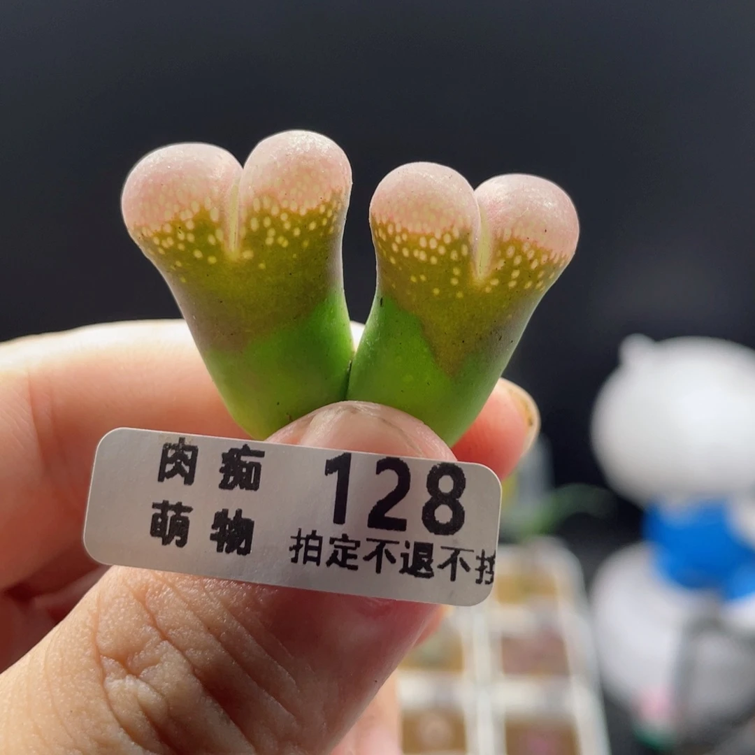 双头产地C10风令,128号……