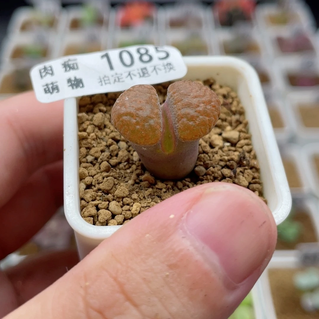 1808.4超级蛋糕，1085号……