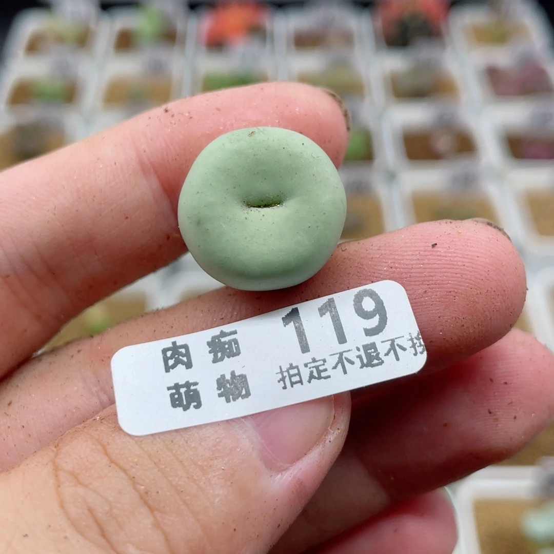 大型P嘴，119号……