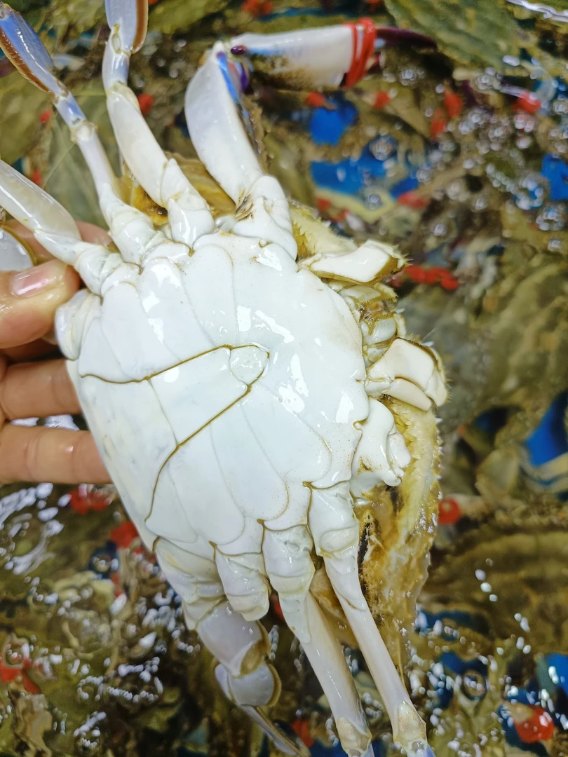 断腿梭子蟹公蟹